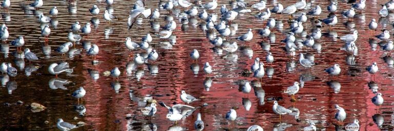 En İyi Distopik Filmler: Karamsar Geleceklere Yolculuk
